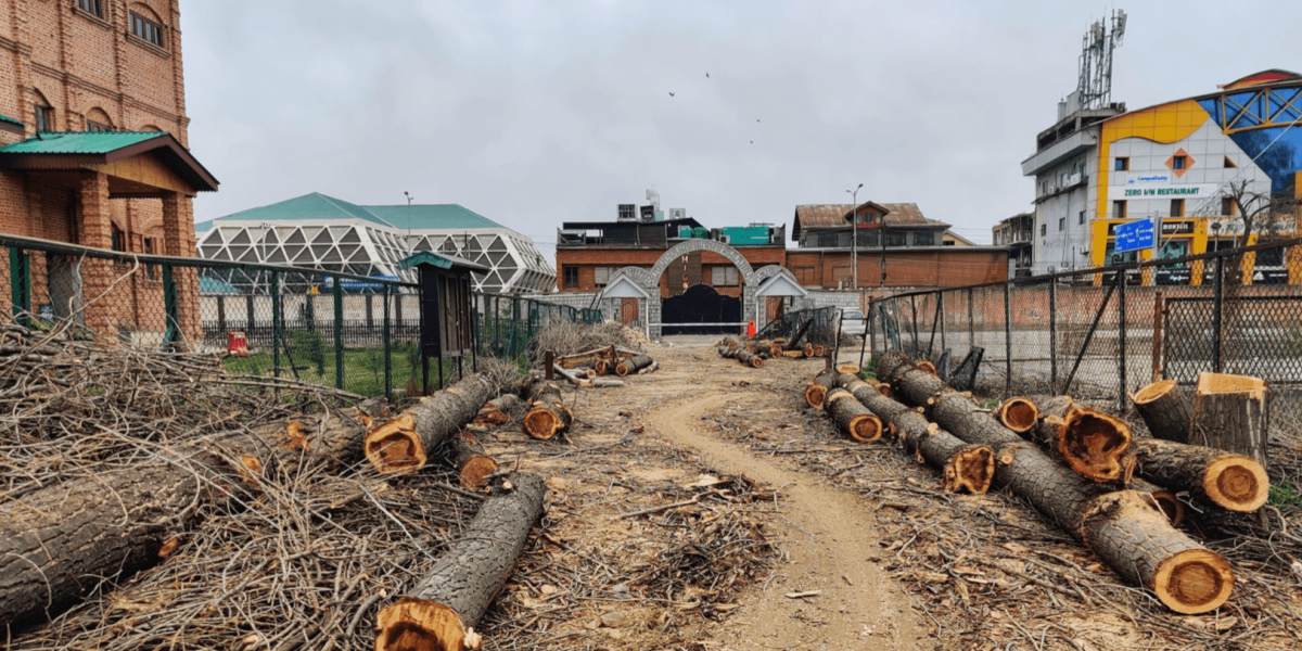 Historical Trees Chopped! Srinagar College Faces Scrutiny for Environmental Lapse