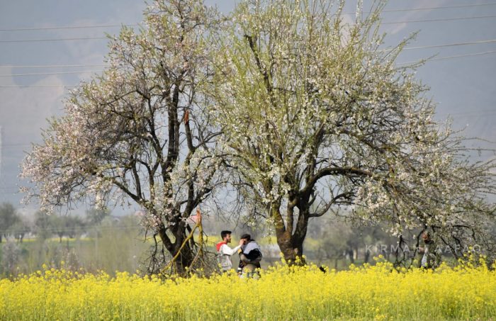 Kashmir's Golden Embrace: Mustard Fields Bloom into a Tourist Magnet