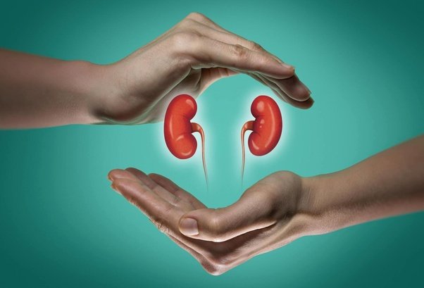 The Vital Guardians: A Comprehensive Guide to Natural Kidney Cleansing