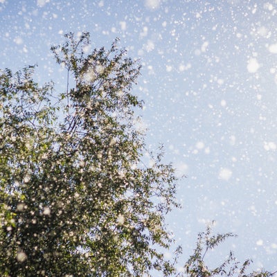 Mask Up: Poplar Pollen Triggers Allergy Alert in Kashmir