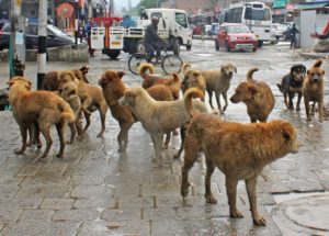 Stray Dogs Maul Four Children in North Kashmir, Sparking Concerns
