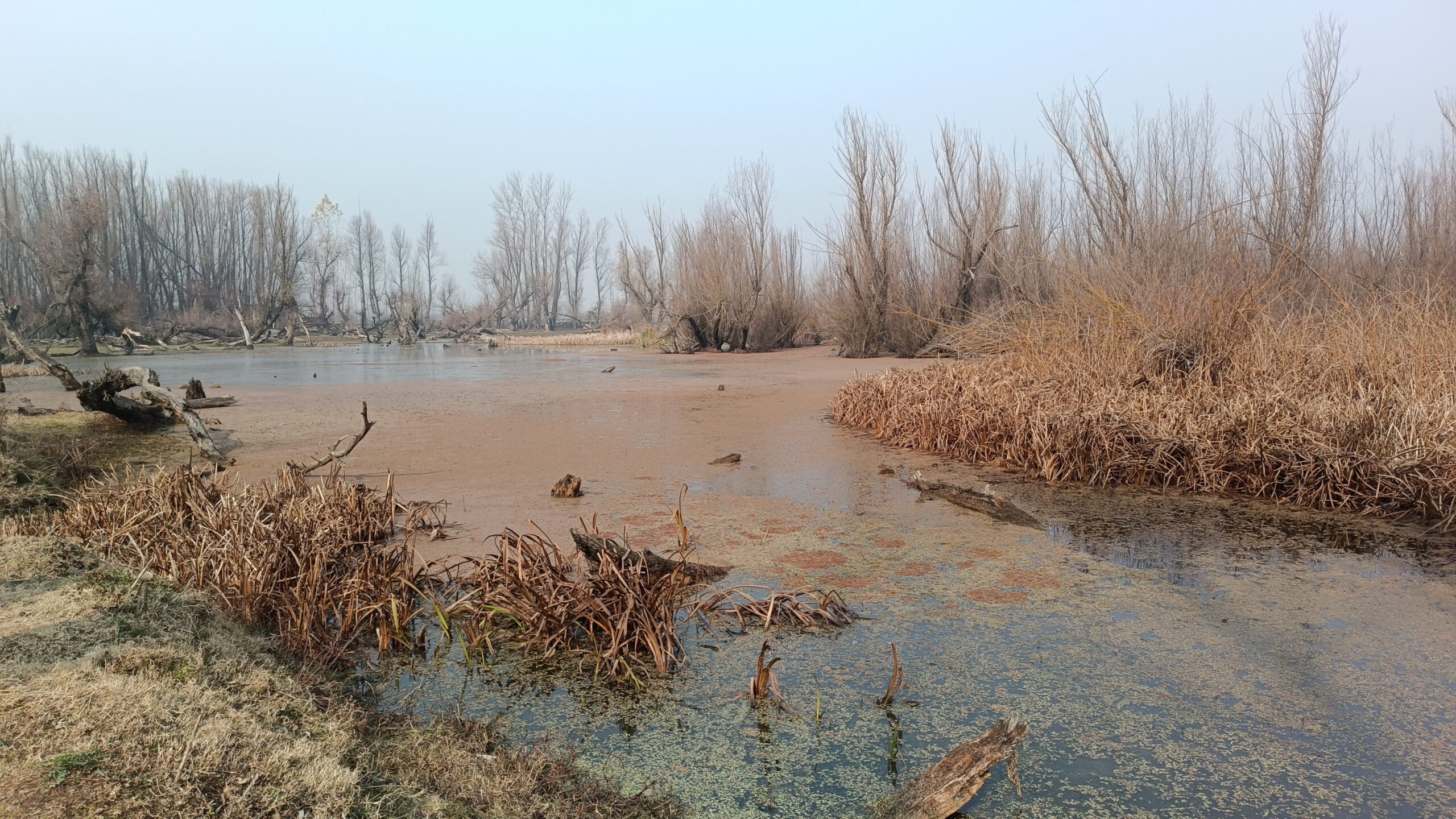 The Forgotten Wetlands of Kashmir: A Call for Urgent Action
