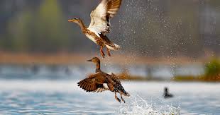 Dry Spell Delays Arrival of Migratory Birds in Kashmir Valley