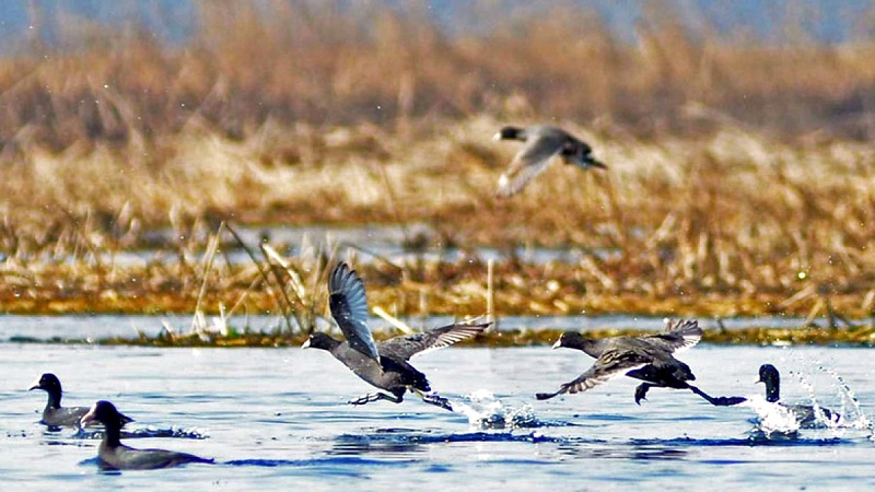 Kashmir’s Wetlands in Crisis: Environmental Group Demands Urgent Action Against Degradation and Mismanagement