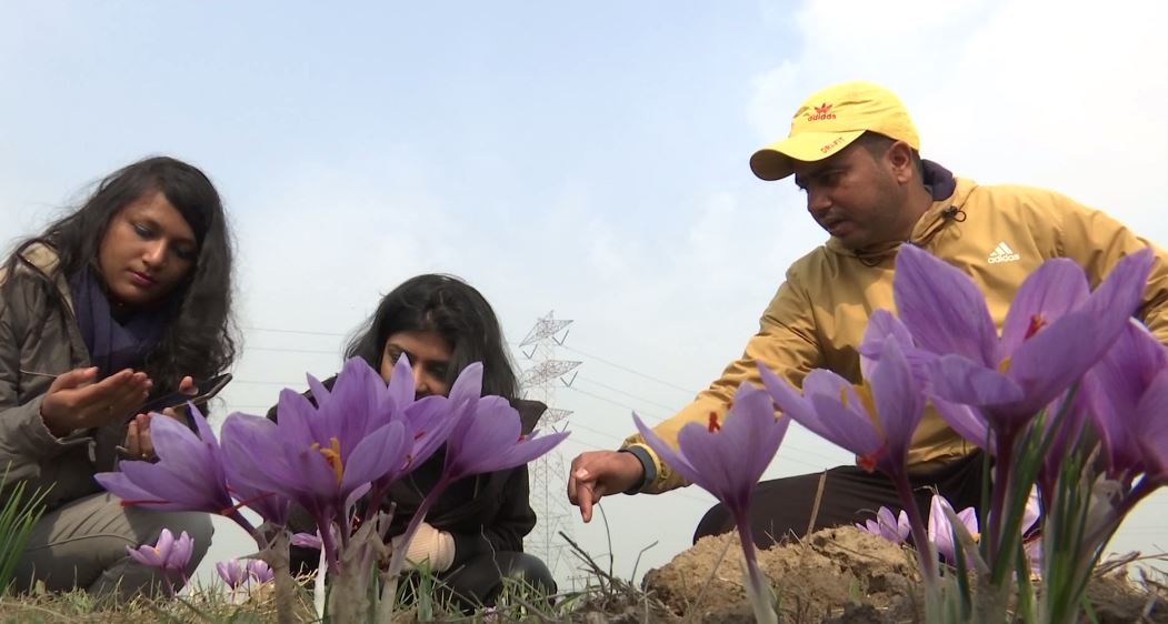 Capture the Colors of Kashmir: A Saffron Bloom Experience Awaits You!