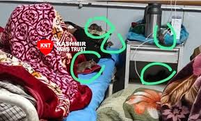 Rat Infestation Plagues GMC Anantnag: Hygiene Standards Hit Rock Bottom