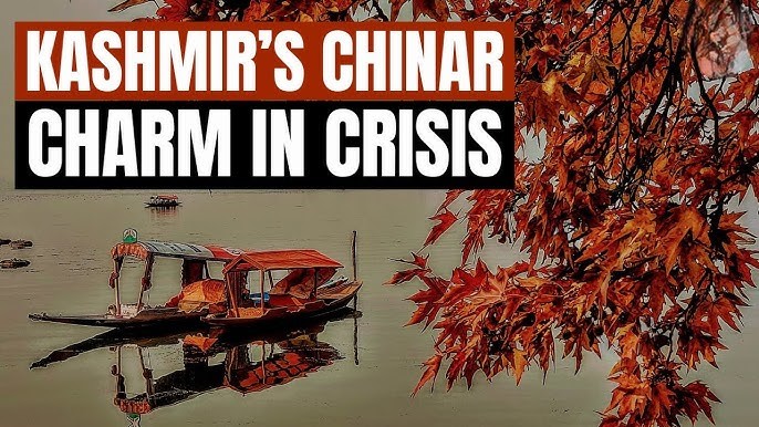 The Vanishing Chinars of Kashmir: Environmental Crisis Looms