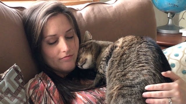 Cats Not Major Cause of Miscarriages, Experts Clarify; Focus on Food Safety