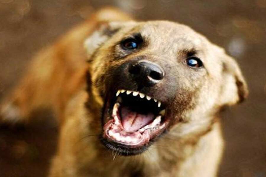 Tragic Incident in Rajouri: Five-Year-Old Girl Mauled to Death by Stray Dogs
