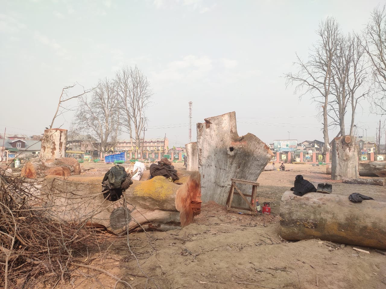 Kashmir’s Iconic Chinars Face Unprecedented Threat Amid Mass Felling Controversy