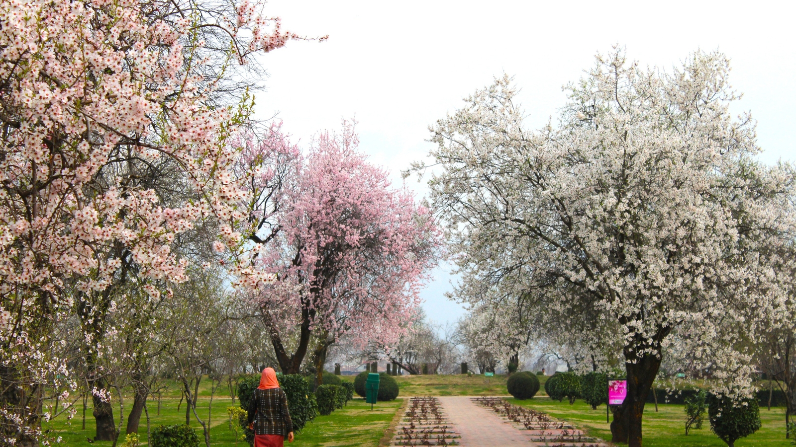 Almond Blossoms and Historic Charm: Badamwari Welcomes Nature Lovers