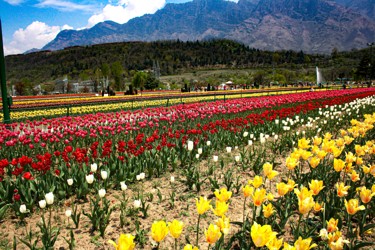 Asia’s Largest Tulip Garden in Srinagar: A Spectacle of Colors and Culture
