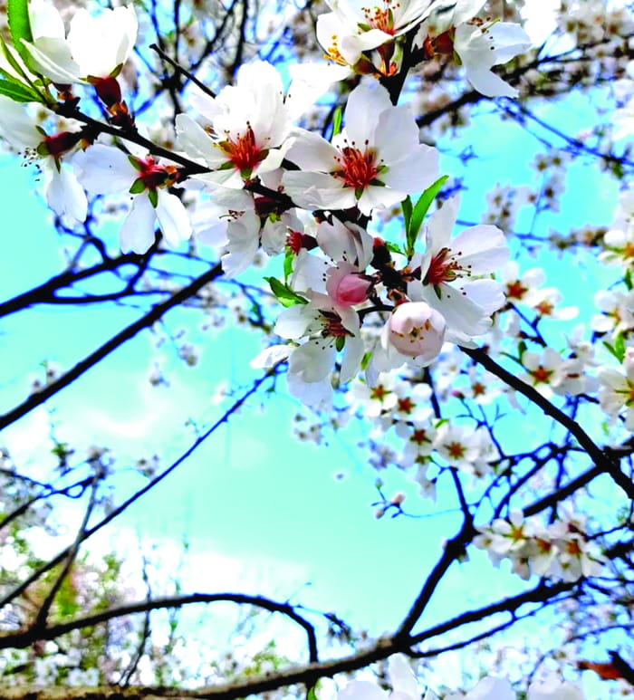 Kashmir Almond Blossoms: A Breathtaking Alternative to Japan’s Cherry Flowers
