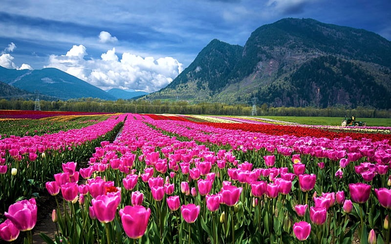Kashmir Tulip Garden 2025: Asia’s Largest Floral Festival Set to Dazzle Tourists