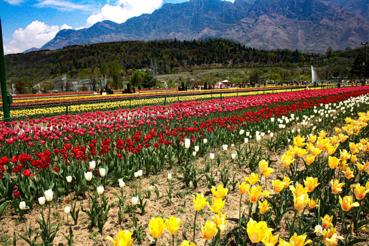 Asia’s Largest Tulip Garden in Srinagar: A Spectacle of Colors and Culture