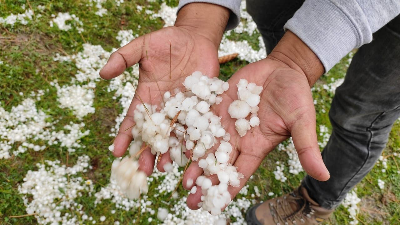 Blossoms Shattered - The Ripple Effects of Hailstorm in Kashmir’s Orchards