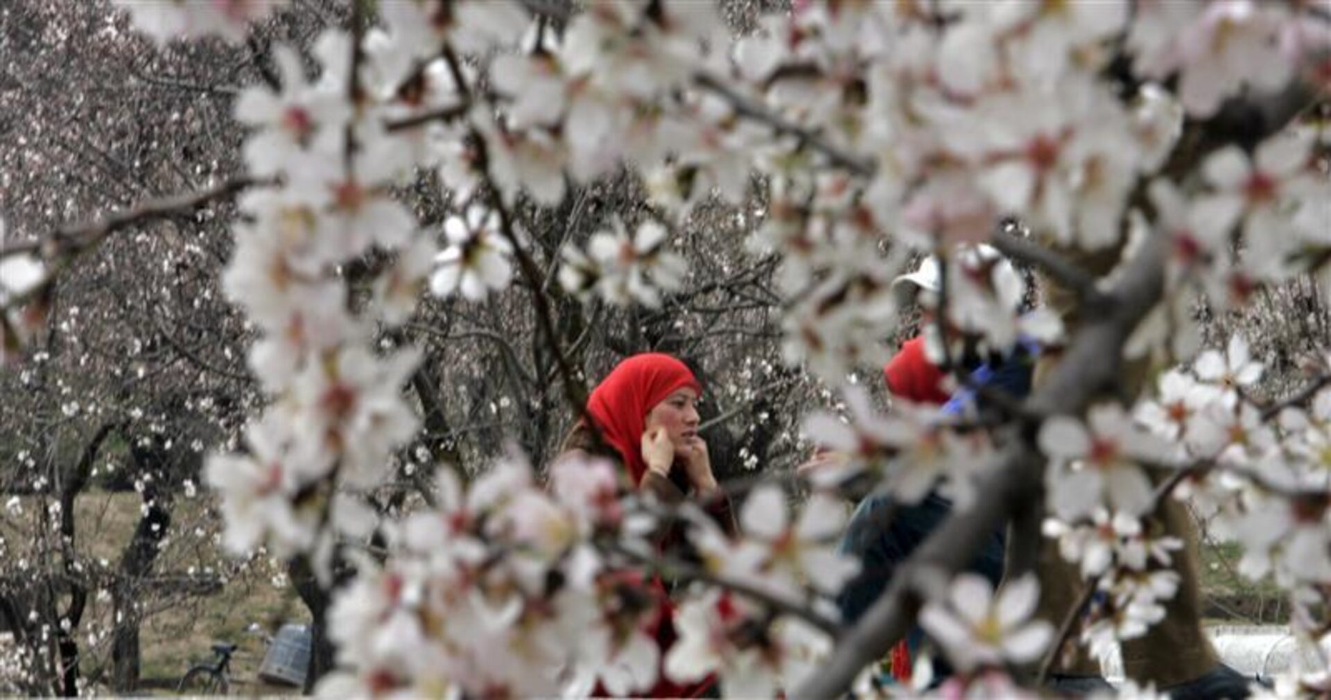 Hidden Blossoms of Kashmir: A Cultural and Medicinal Heritage Awakes Each Spring