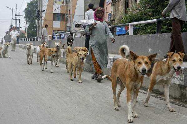 Kashmir’s Growing Fear: 44 Dog Bite Cases Reported in a Day