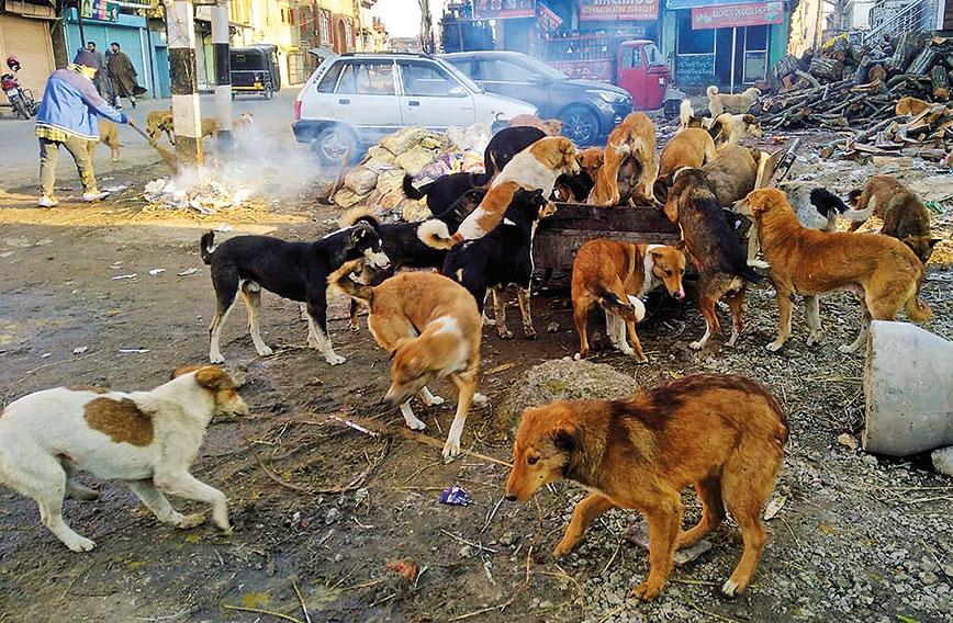 Stray Dog Crisis in Srinagar: Jawahar Nagar’s Nightmare and the Fight for Safe Streets