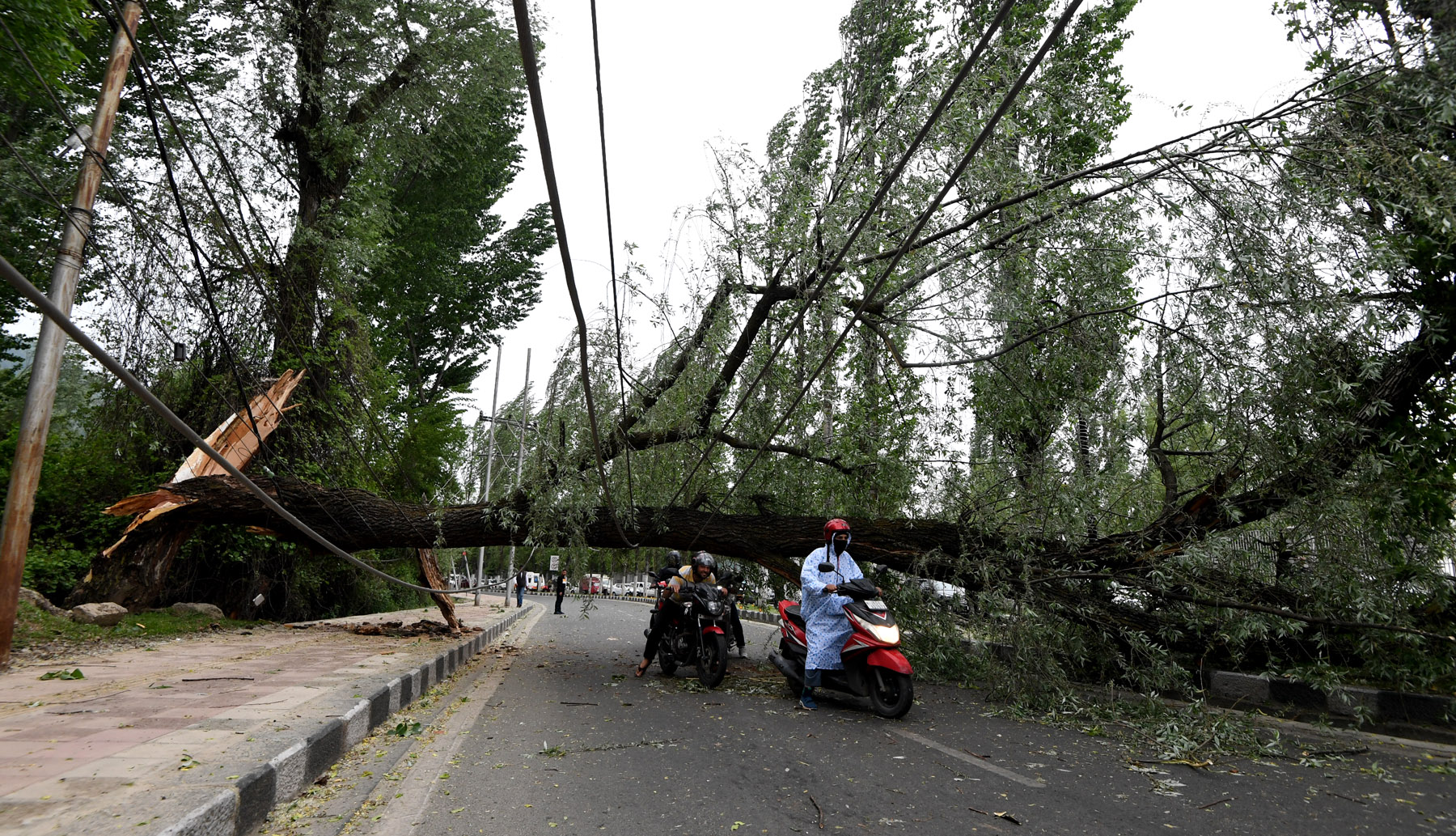 Dangerous Winds in Srinagar: Boat Capsizes in Dal Lake, Tree Falls on Foreshore Road