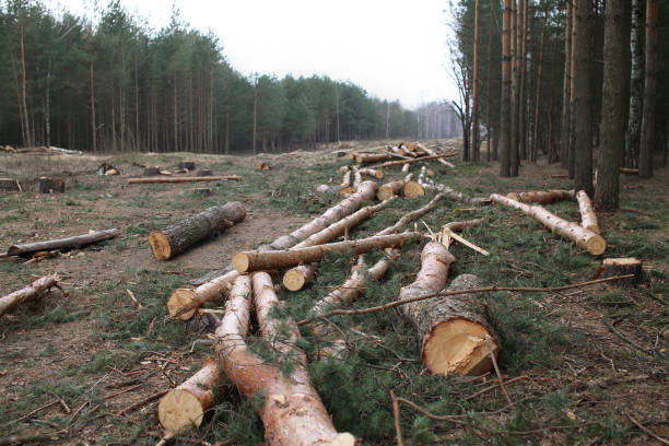 Abnormal Is the New Normal: J&K Loses Forest Cover Equal to Two-Thirds of Srinagar Amid Soaring Temperatures
