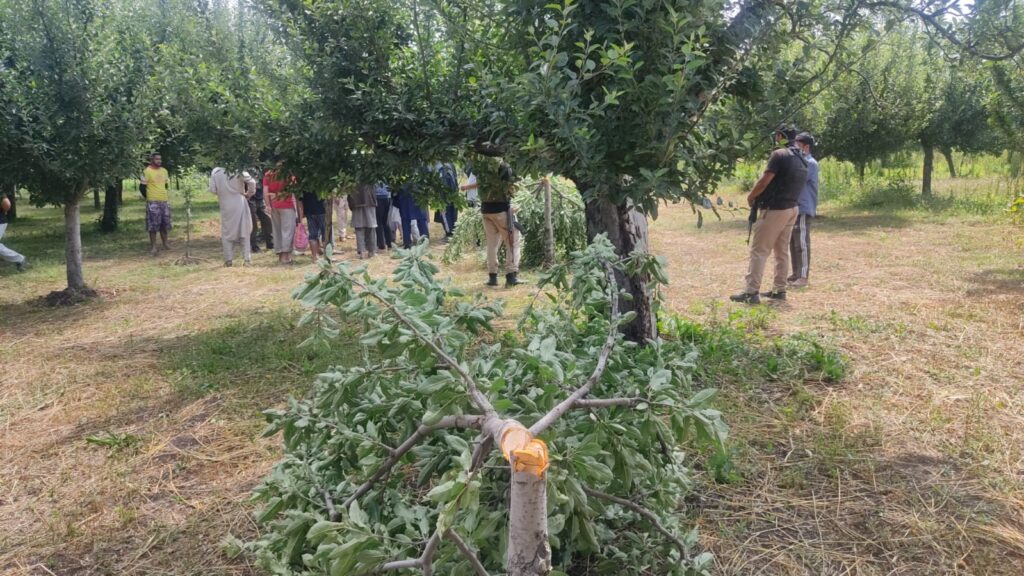 Axe of Sabotage: Apple Orchards Vandalized in Kashmir’s Bandipora, 20 Families Devastated