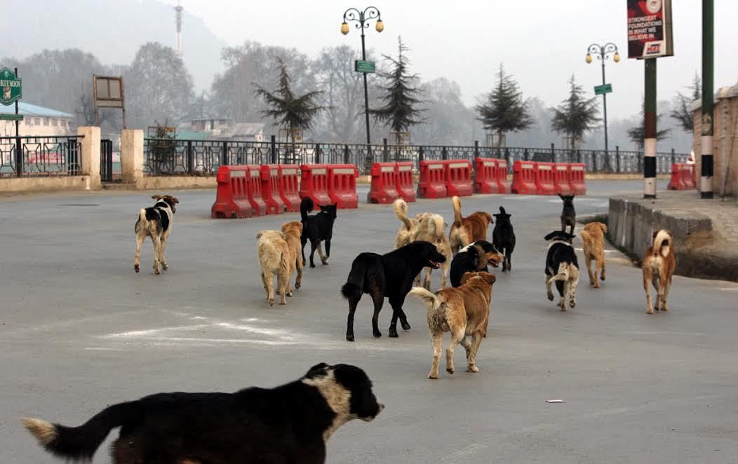 Biting Reality: Kashmir Faces Public Health Emergency as 12,833 Children Mauled by Dogs and Cats in One Year