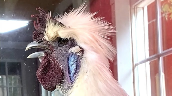 The Rooster Who Couldn’t Lay an Egg: The Brutal Cost of Endless Appeasement