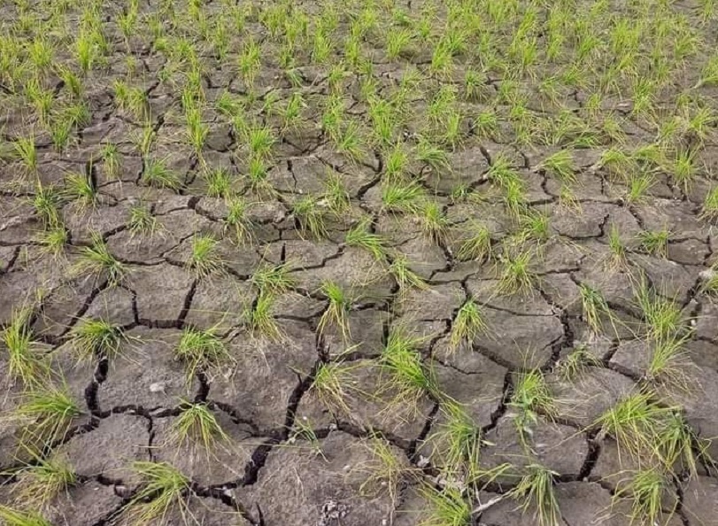 Rice Crisis in Kashmir: Climate Change, Water Scarcity, and Vanishing Paddy Fields