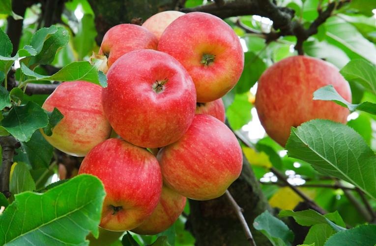 Kashmir’s Apples Under Threat: Scorching Heat and Rainfall Deficit Put ₹8,000 Crore Industry at Risk