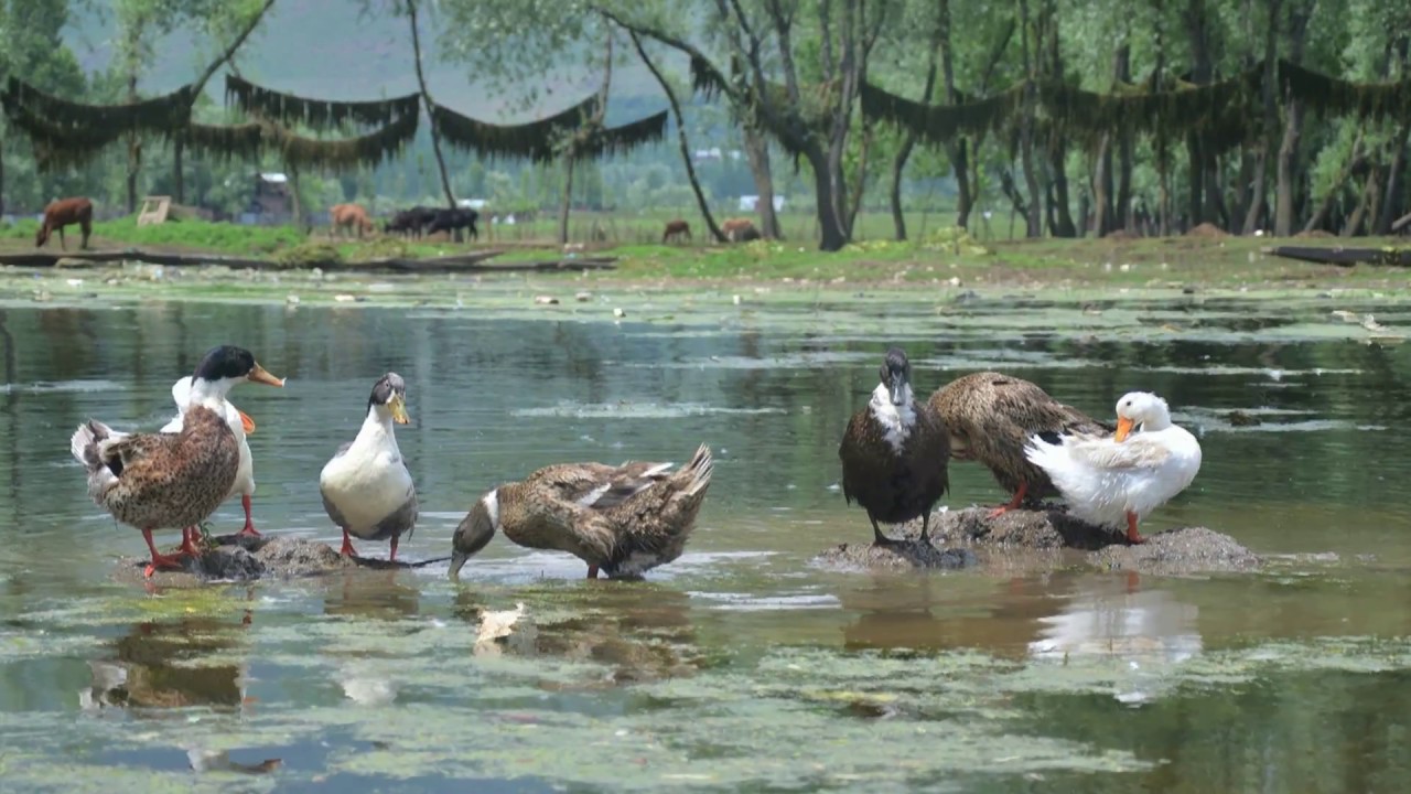 Hokersar Wetland Revival A Fragile Comeback Amid Encroachment Threats