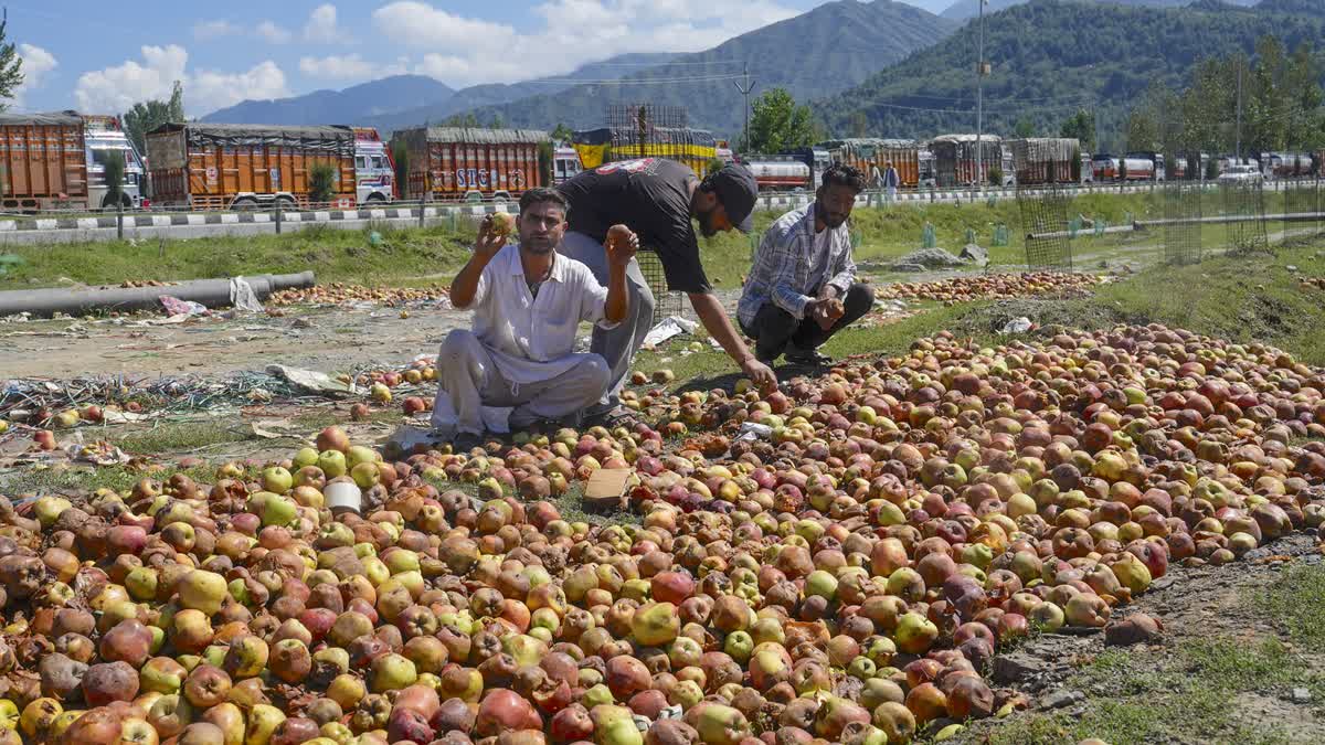 Apple Crisis & Tourism Slump: Kashmir’s Twin Economic Shocks in 2025