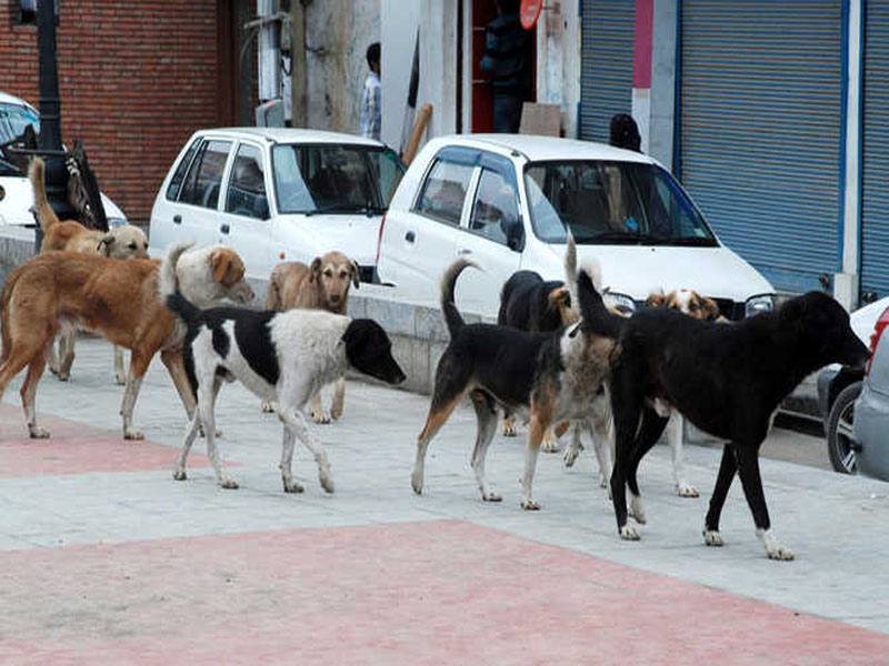 From Bark to Bite: Kashmir’s Canine Surge Sparks Public Health Alarm | Over 2 lakh dog bite cases recorded