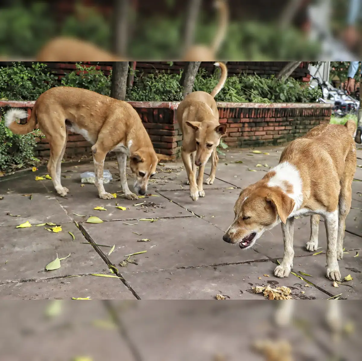 Supreme Court Orders Removal of Stray Dogs from Schools, Hospitals, and Public Places; Mandates Fencing and Shelter Relocation