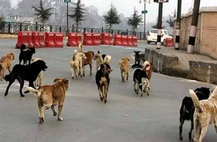 Stray Dog Crisis in Srinagar: Public Safety, Rabies Risk, and the Urgent Need for Humane Urban Action