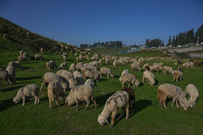 Punjab Assures Action to Ease Livestock Transport for J&K Traders After Ministerial Intervention