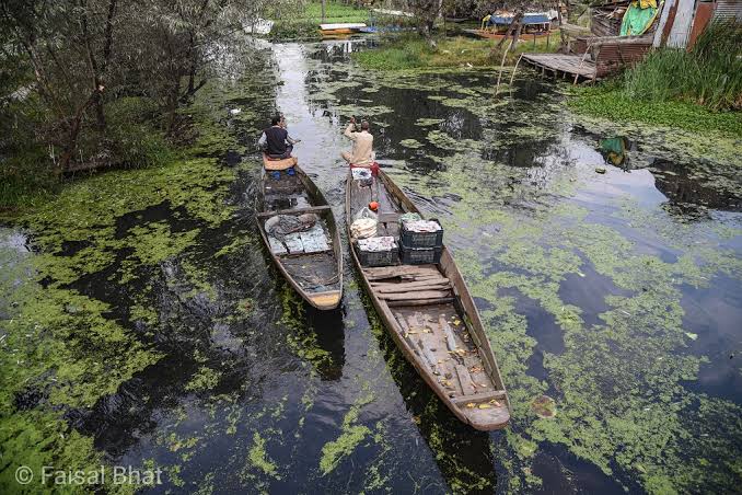 Dal Lake in Crisis: Srinagar's Jewel Battles Pollution, Algae, and Siltation Despite ₹500 Crore Restoration Push