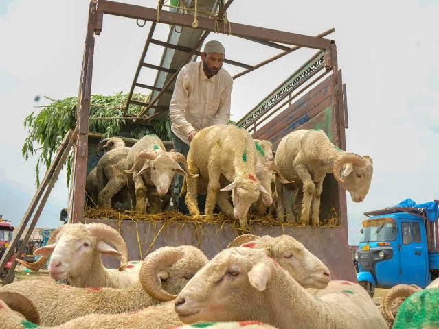 Kashmir Mutton Crisis Ends: Livestock Dealers Call Off Strike, Supplies Resume Across the Valley