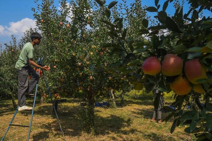 Bihar Migrant Workers Keep Kashmir’s Apple Harvest Moving Despite Security Risks