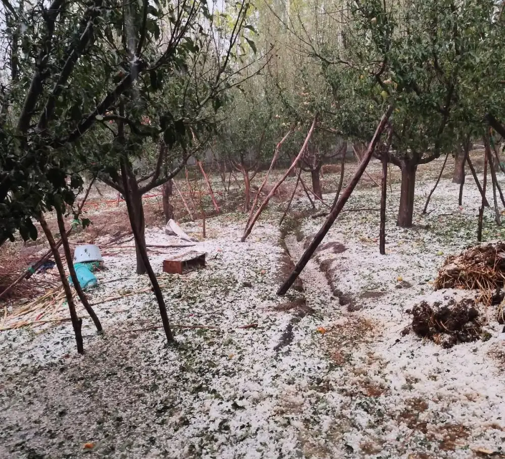 Hailstorm Batters Kashmir: Apple Growers Fear Losses as Bandipora Bears the Brunt